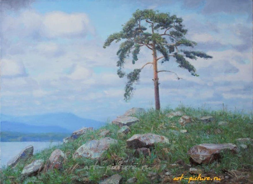 Сосна. холст, масло