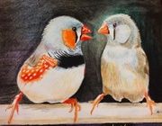 Амадины акварельные карандаши 