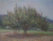 Старая груша. Холст, масло. 52 х 65 см