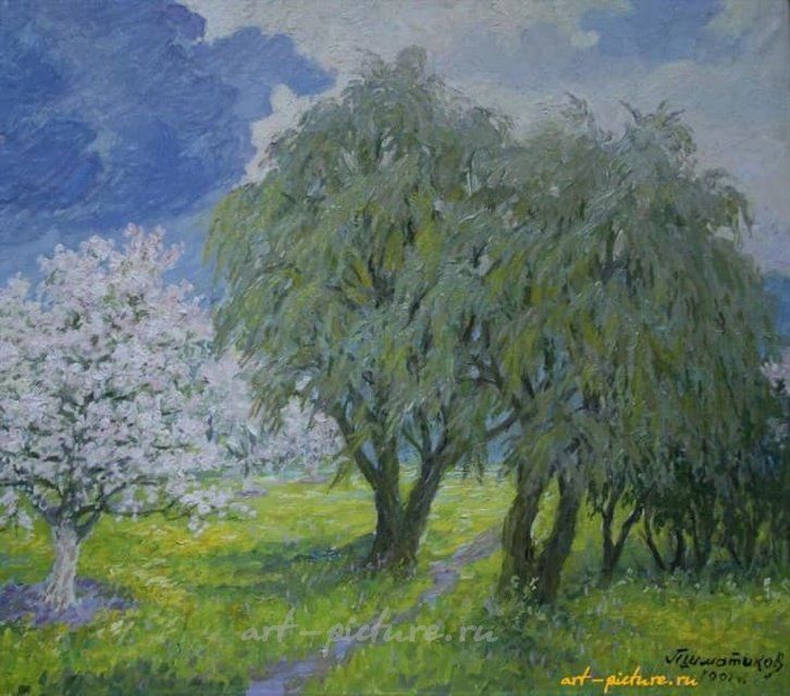 Яблоня цветет. Холст, масло. 53 х 60 см