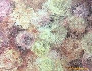50 оттенков розового Холст, акрил 