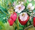 купить клубника бумага, акварель 