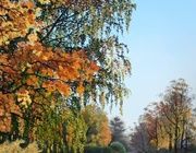 Утро туманное Масло,холст 