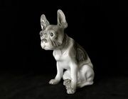 Cтатуэтка "Французский бульдог" Hutschenreuther Германия 1925-1929 год