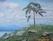 Сосна. холст, масло 